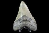 Serrated, Megalodon Tooth - North Carolina #91139-2